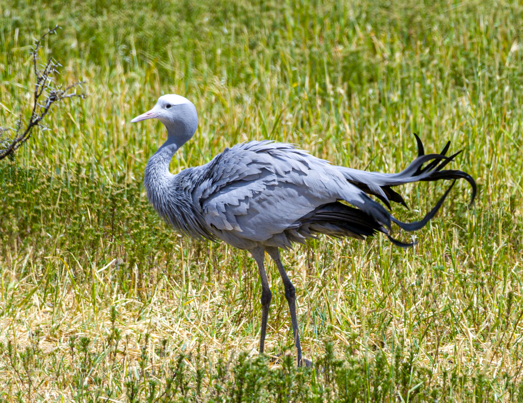 African Blue Crane