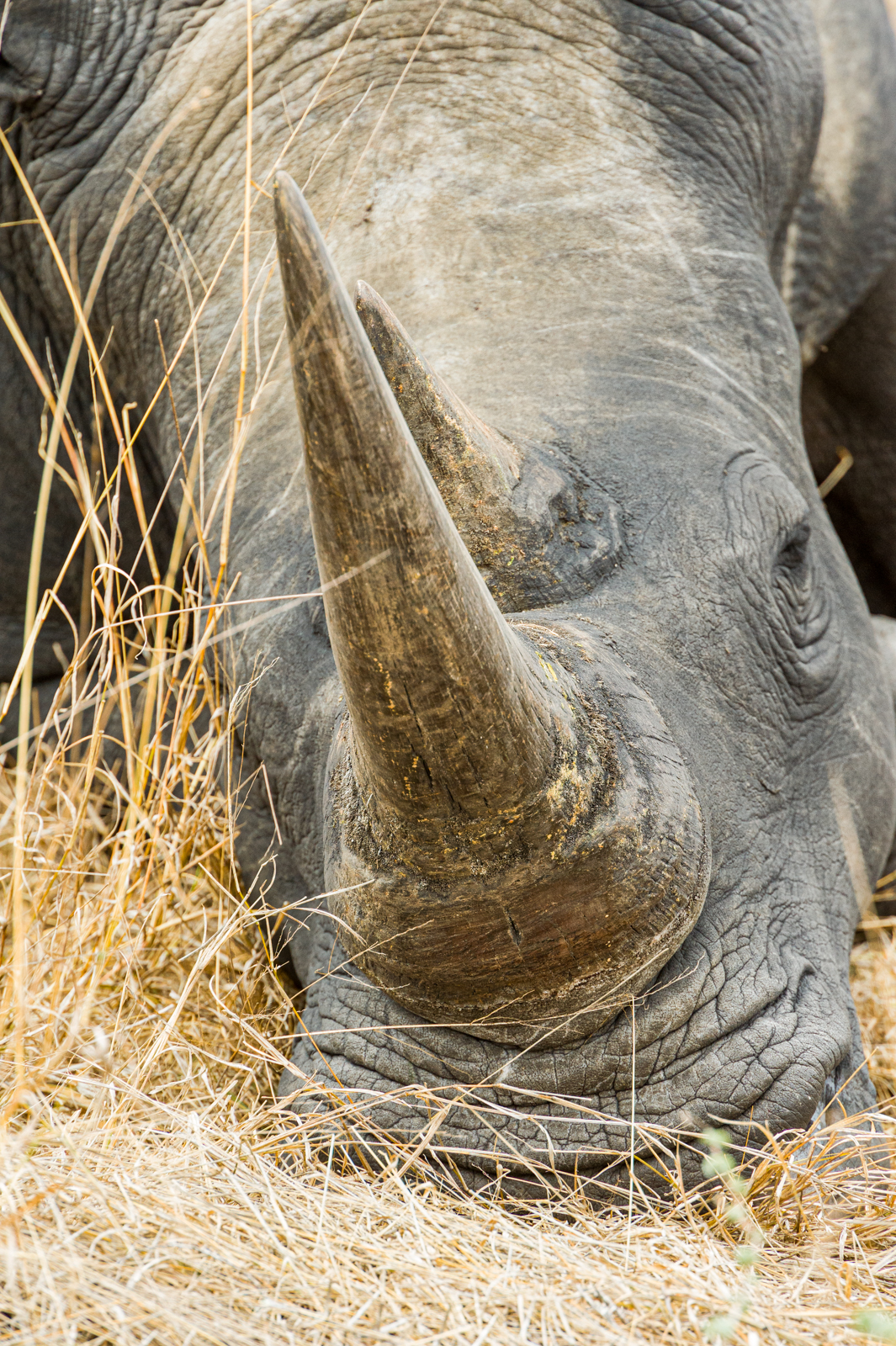 White Rhino: Named for their wide mouths — "white" being a corruption of the Afrikans word for "Wide"